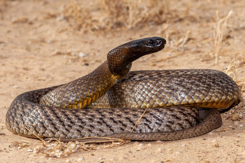 Rắn Taipan nội địa.