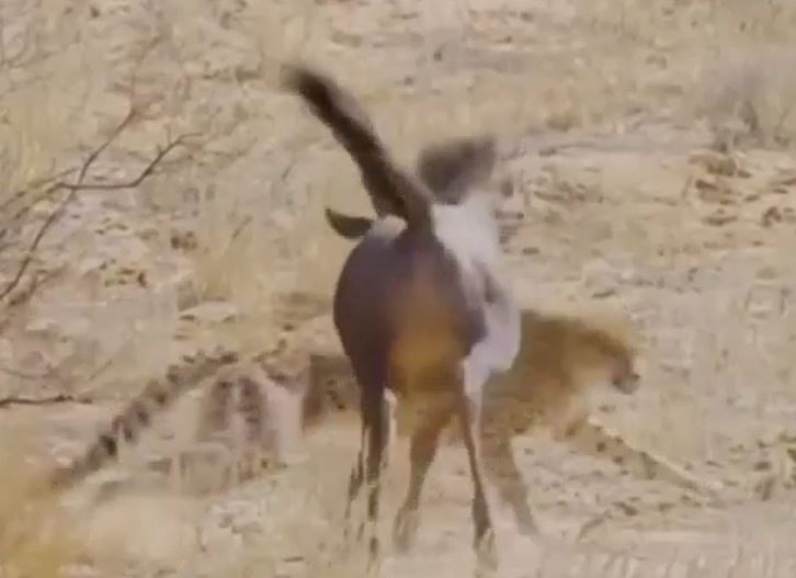 Ảnh cắt từ clip.