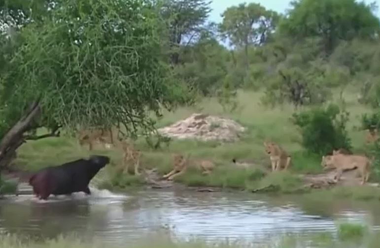 Ảnh cắt từ clip.