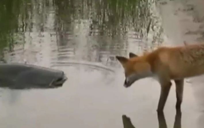 Cáo tính bắt trộm cá trê khổng lồ.