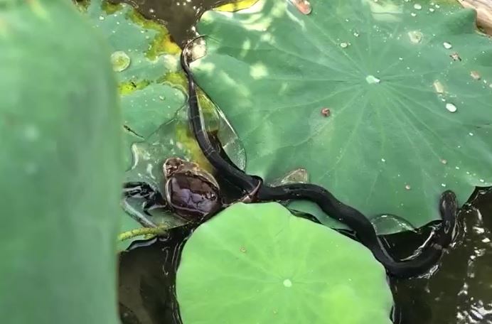 Ảnh cắt từ clip.