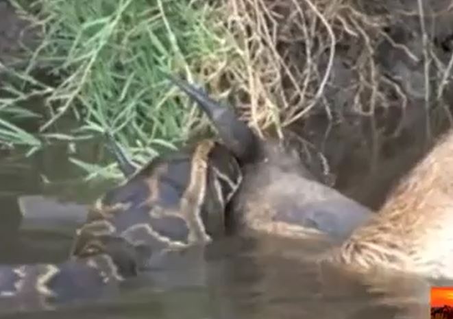 Ảnh cắt từ clip.