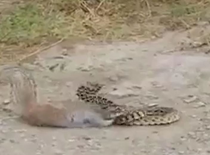 Ảnh cắt từ clip.