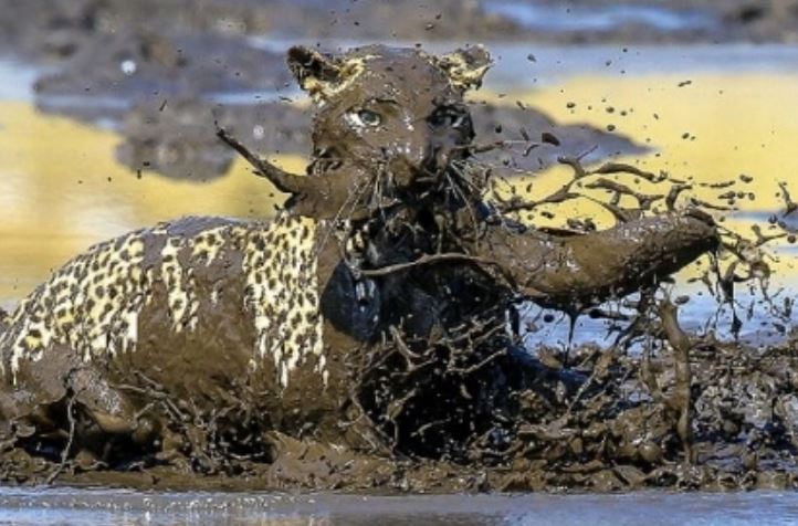 Báo hoa mai săn cá trê.