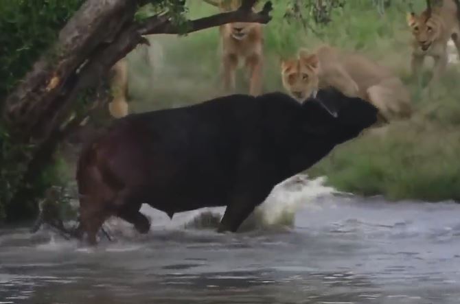 Trâu rừng dũng mãnh khiến cả đàn sư tử e sợ.