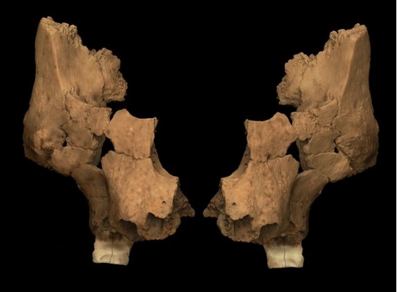 Các phần xương gò má và hàm giúp các nhà khoa học phục dựng lại một chân dung lạ - Ảnh: NATURE