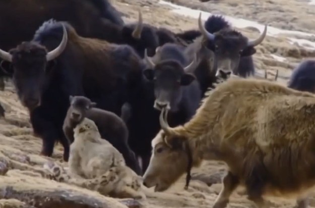 Ảnh cắt từ clip.