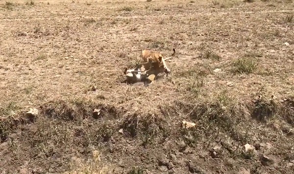 Ảnh cắt từ clip.