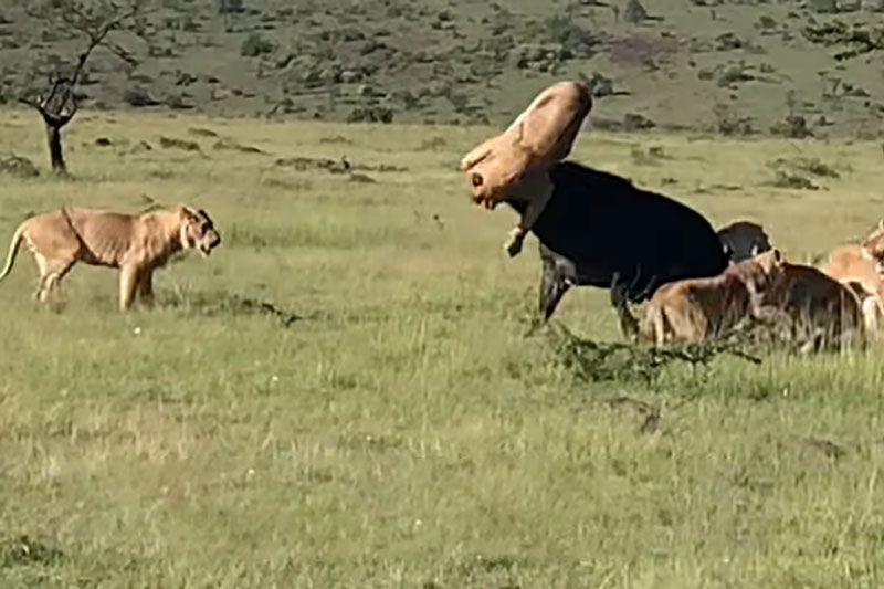 Ảnh cắt từ clip.