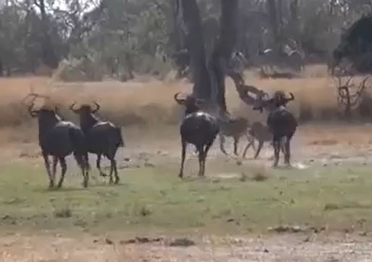 Ảnh cắt từ clip.