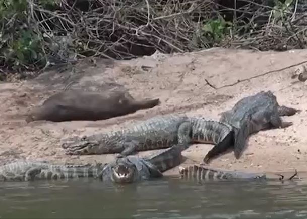 Ảnh cắt từ clip.