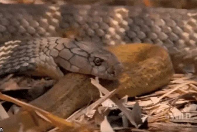 Ảnh cắt từ clip.