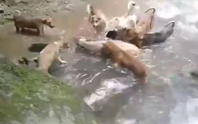 Ảnh cắt từ clip.