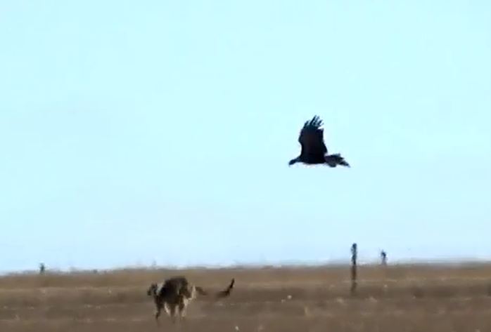 Ảnh cắt từ clip.