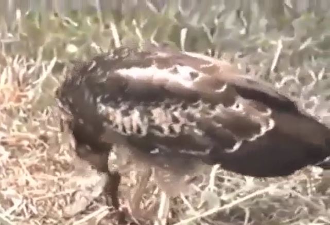 Ảnh cắt từ clip.