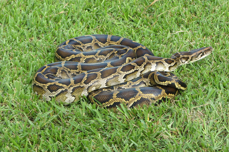 Trăn Miến Điện.