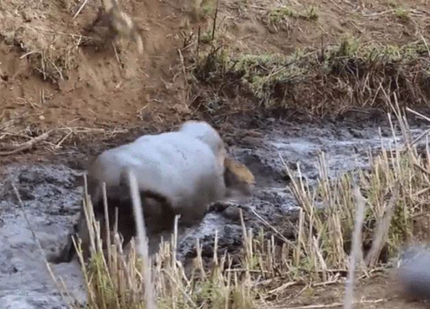 Ảnh cắt từ clip.