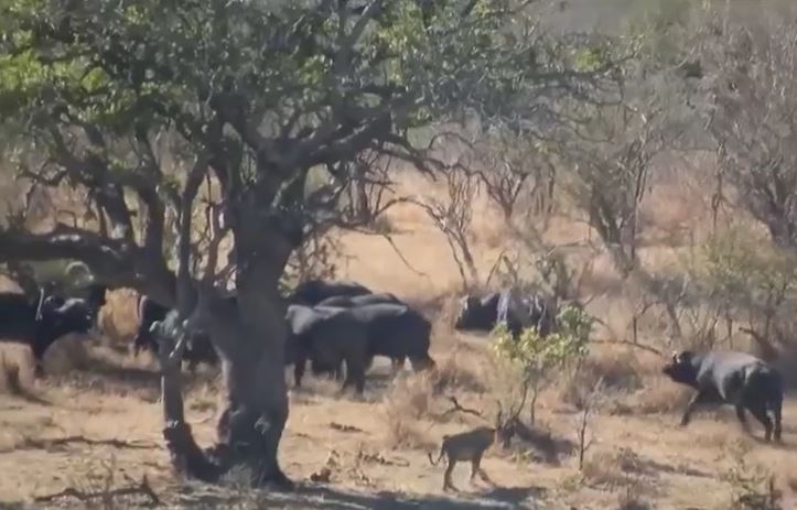 Ảnh cắt từ clip.