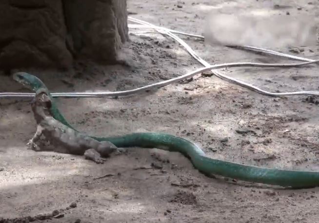 Ảnh cắt từ clip.