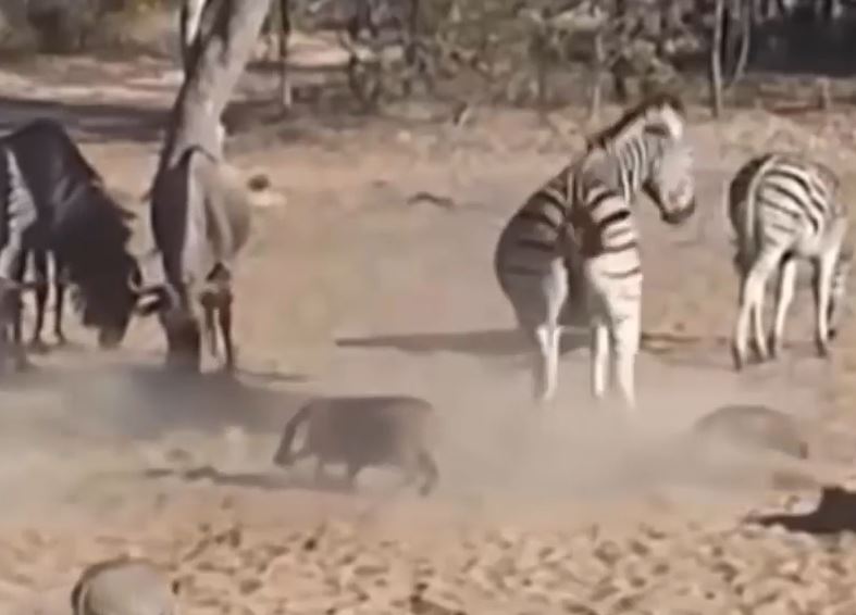 Ảnh cắt từ clip.