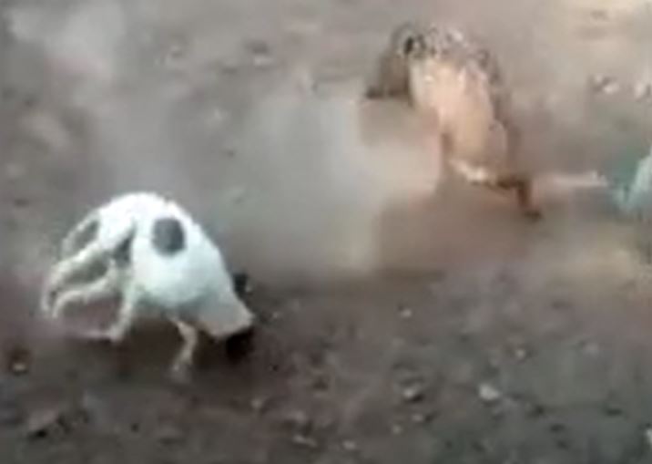 Ảnh cắt từ clip.