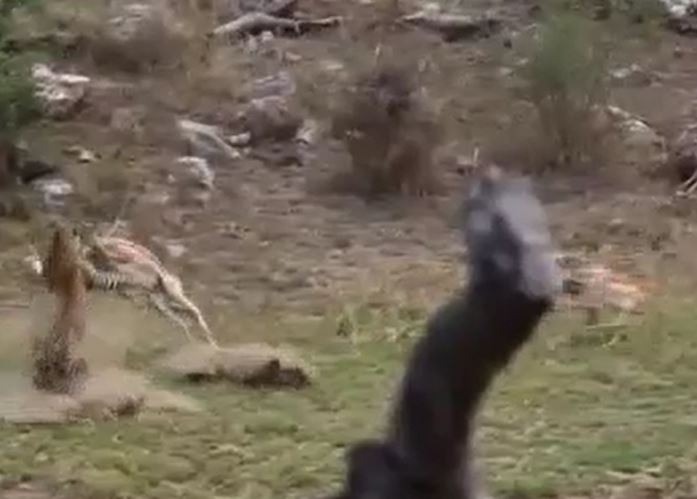 Ảnh cắt từ clip.