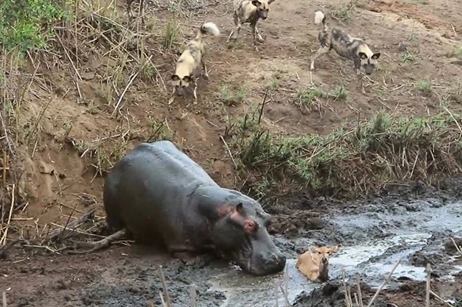 Hà mã tấn công linh dương nhỏ.