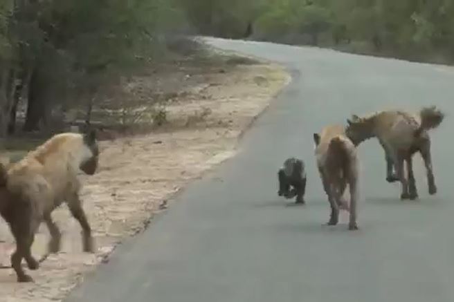 Ảnh cắt từ clip.