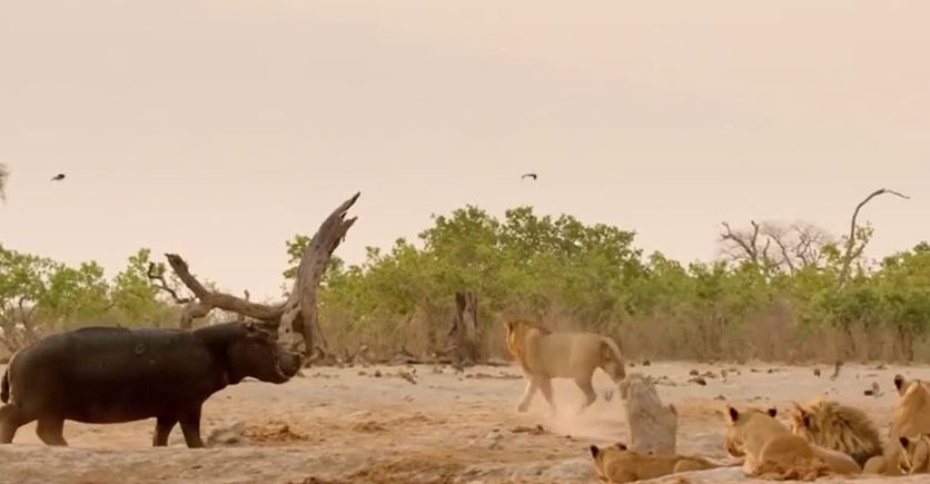 Ảnh cắt từ clip.