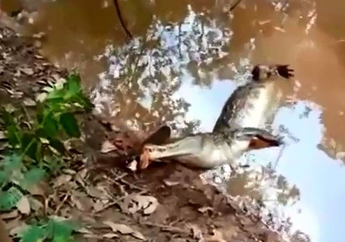 Cá sấu đơ người khi cố bắt cá chình điện.