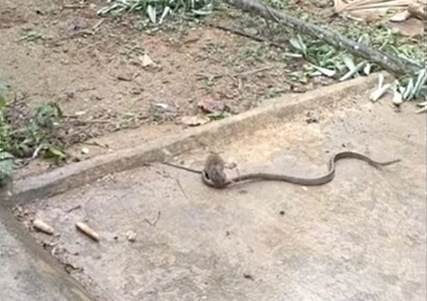 Ảnh cắt từ clip.