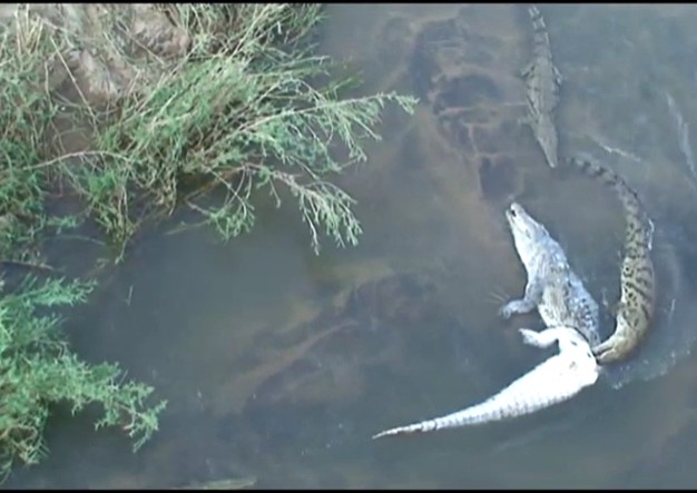 Ảnh cắt từ clip.