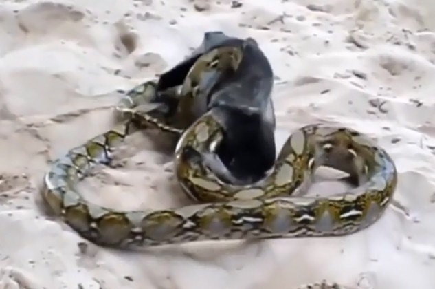 Ảnh cắt từ clip.