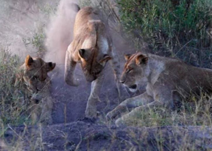 Sư tử đào hang bắt lợn bướu.