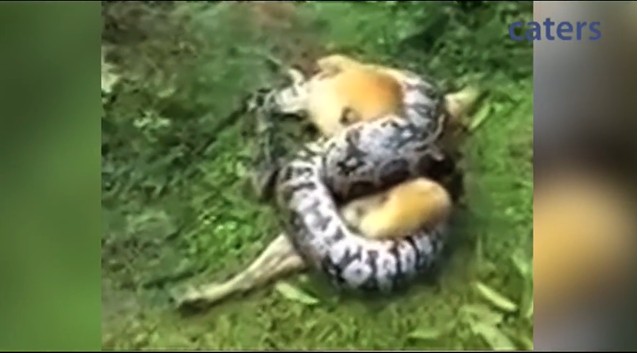 Ảnh cắt từ clip.