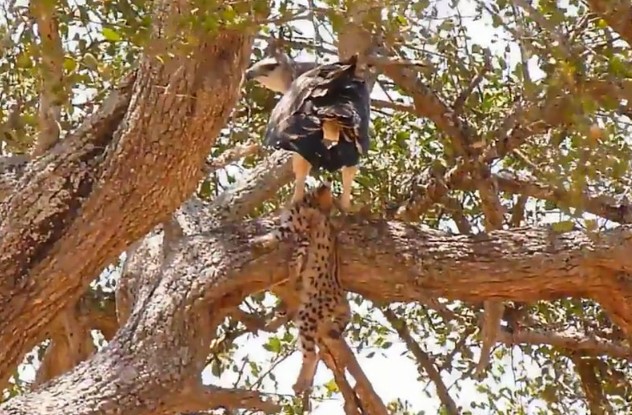 Ảnh cắt từ clip.