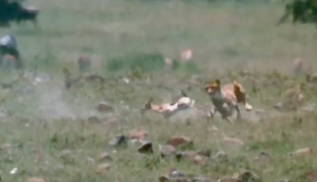 Ảnh cắt từ clip.