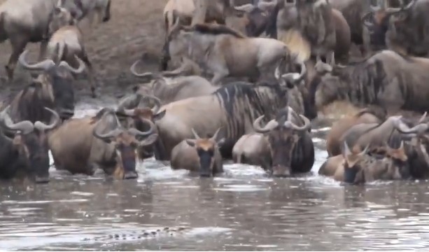 Ảnh cắt từ clip.