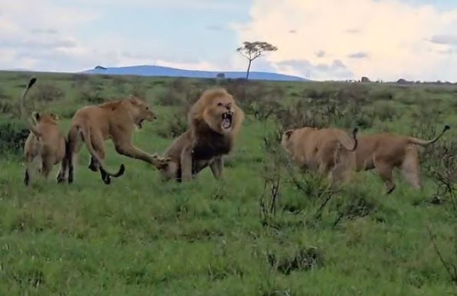 Sư tử đực bị bầy sư tử cái tấn công.