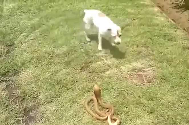 Ảnh cắt từ clip.