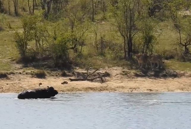 Ảnh cắt từ clip.