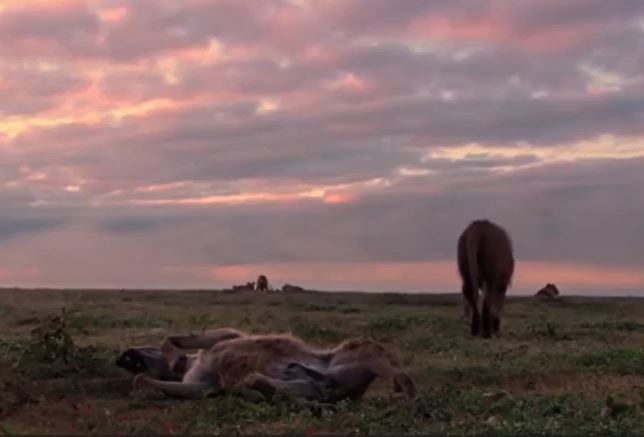 Ảnh cắt từ clip.