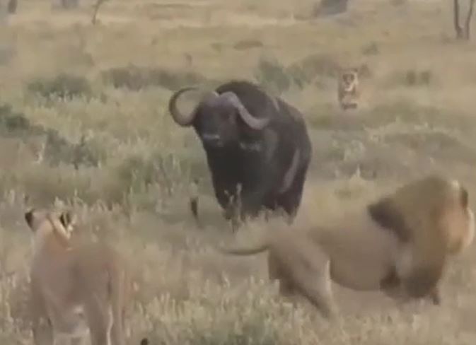 Ảnh cắt từ clip.