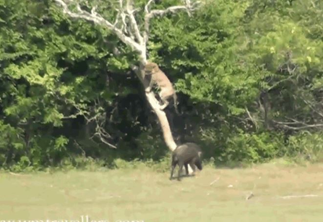 Ảnh cắt từ clip.