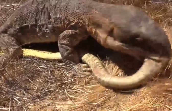 Ảnh cắt từ clip.