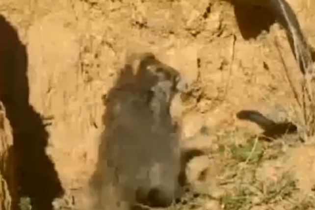 Ảnh cắt từ clip.