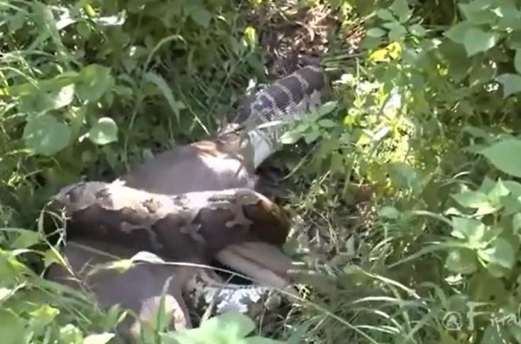 Trăn nuốt chửng nai.