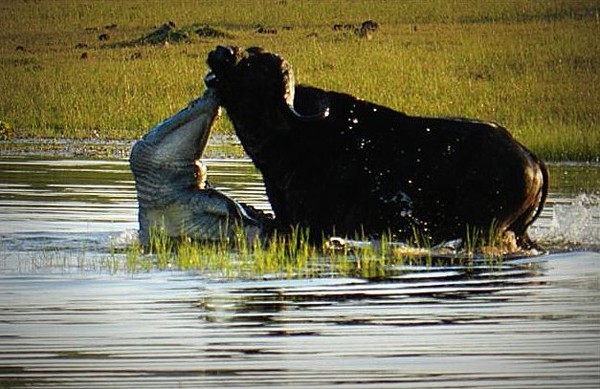 Cá sấu tóm gọn trâu rừng.