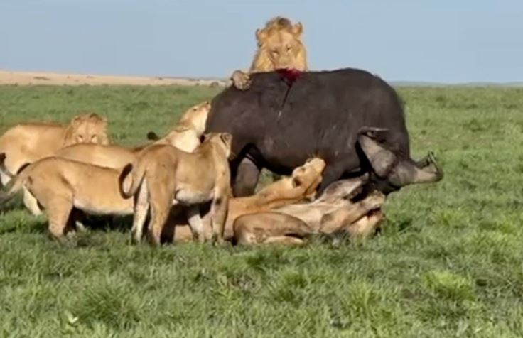 Sư tử hạ sát trâu rừng.