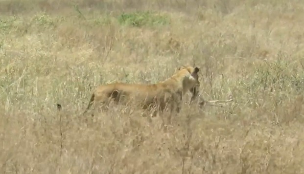 Ảnh cắt từ clip.